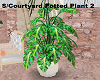 S/Courtyard Plant 2