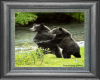 Grizzly Bears Dancing