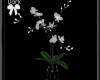 D* White orchid LTD
