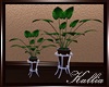llKll Felice Plant