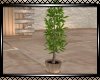 **Tranquility Plant 2