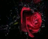 Red Rose backdrop