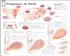 LUVI PREGNANCY CHART 2
