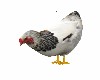 Animated Farm Chicken