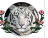 tiger Globe
