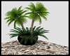 Tropical Palm Plant  Pot