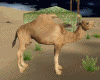 ch)Arab camel