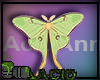 Luna Moth