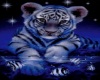 MIDNITE TIGER