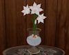 'Amaryllis Flowers White