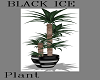 BLACK ICE -plant