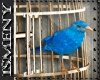 [Is] Blue Bird Gold 15p