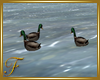 F: Lake-Ducks