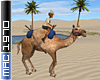 Desert Oasis Camel