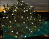 SunSeT Ficus