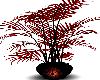 Cross Red Chaos Plant