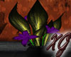 -xg-Witch's Brew Plant