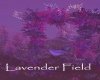 AV Lavender Fields