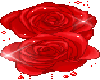 Red Roses