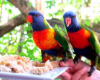 Tahiti Love Birds