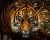 Beautiful Tiger Sticker