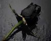 Black Rose Cloak