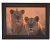 African Lion Picture