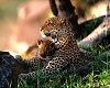 Leopard and little