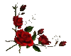 red roses frame