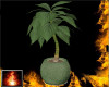 HF Potted Plant 3