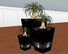 (IKY2) 3 B/POTS W/B/PALM