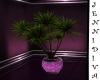 Imp Purple Yucca Plant