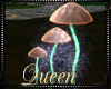 !Q Fairy Mushrooms