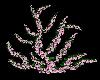 (DR) Pink Ivy Plant