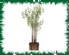 Eucalyptus plant