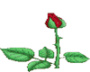 Blooming Rose - Animated