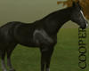 !A black Horse