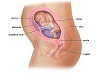 {ALC} 7 Month Fetus