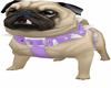 Pug Dog