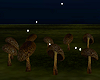 Enchanted Fairy Circle