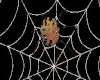 Spider Net...