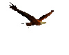 Animated Eagle