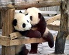 Panda's Birthday 