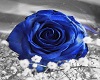 Blue Rose Round Rose