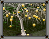 Ambrosia myth tree