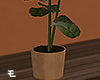 Studio / Plant 2
