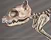 Cat - Skeleton