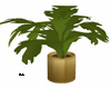 :T:animated plant