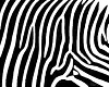 zebra cuddle blanket