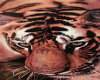 tiger Pic